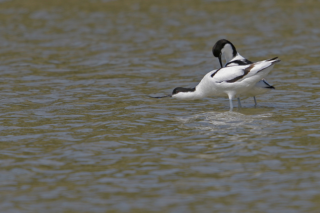 Avocette_accouplement_2.jpg