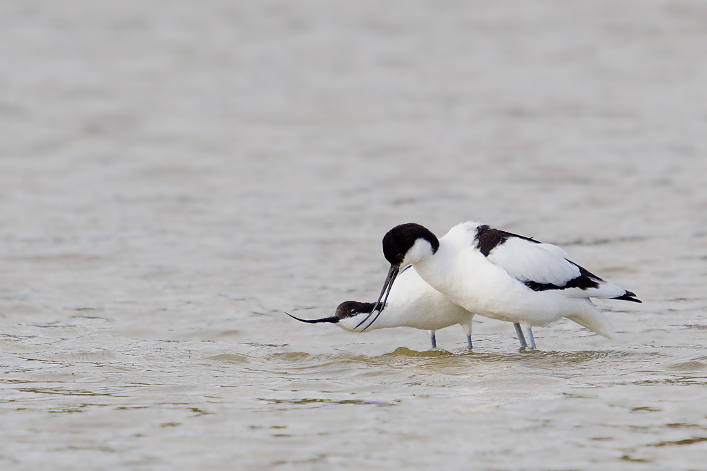 avocette accouplement _031.jpg