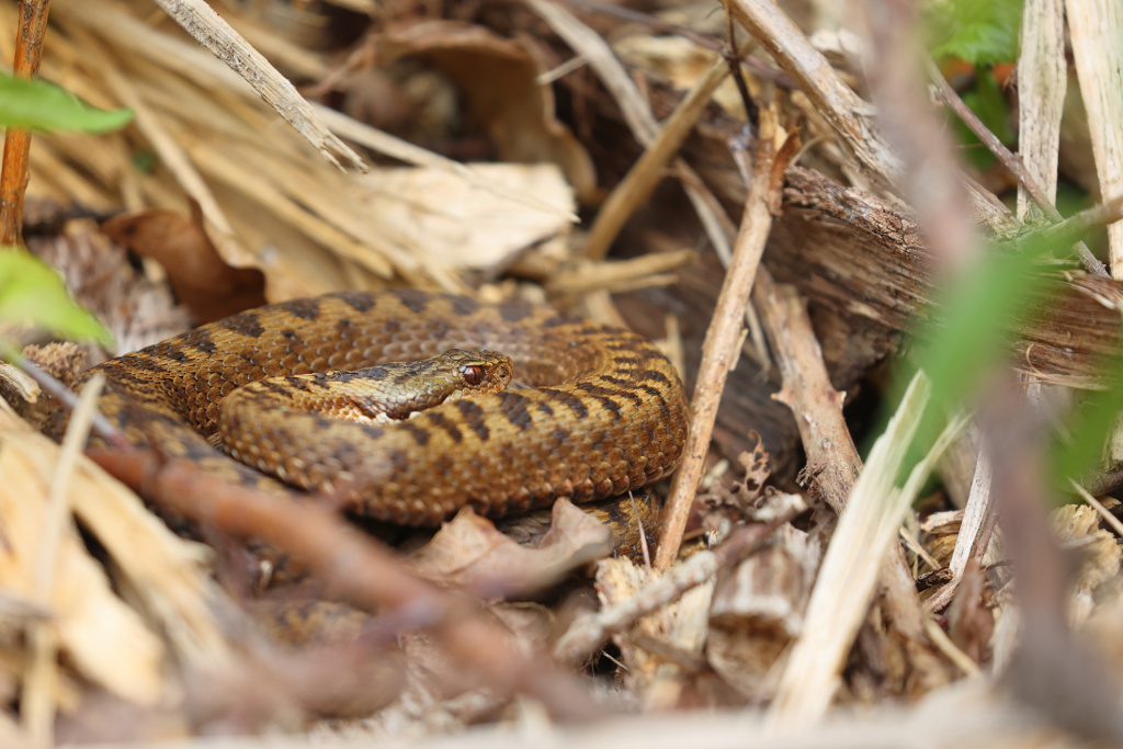 Vipère péliade - Vipera berus  V27  #1.2 070522 I&N.JPG