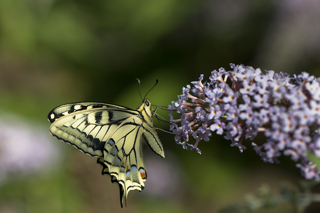 Machaon 03.jpg