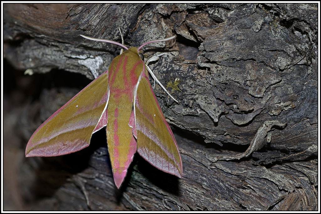 Grand_sphinx_de_la_vigne(Deilephila_elpenor)(4_6).jpg