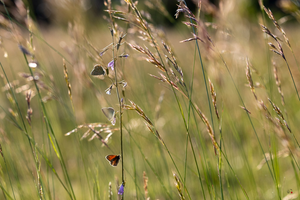 Argus bleu céleste (Polyommatus bellargus)-56.jpg