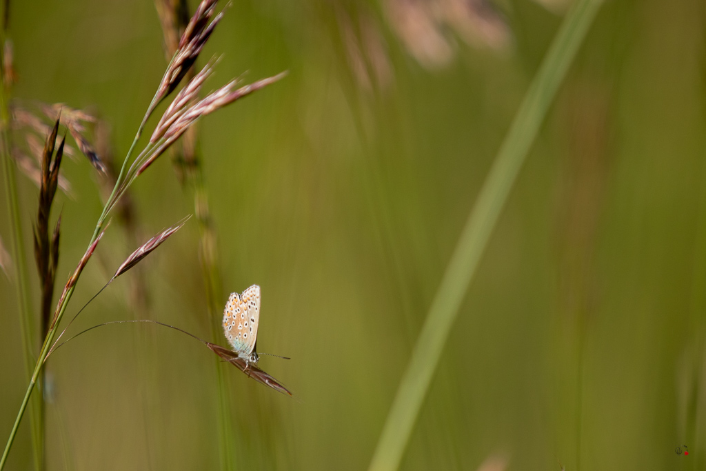 Argus bleu céleste (Polyommatus bellargus)-75.jpg