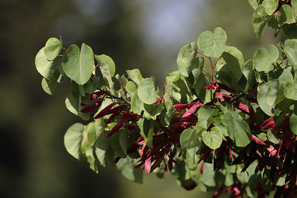 arbre de Judée - Cercis.jpg