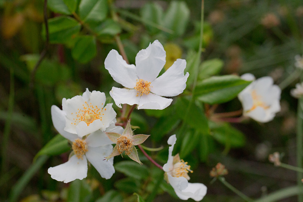 Rosa sempervirens.jpg