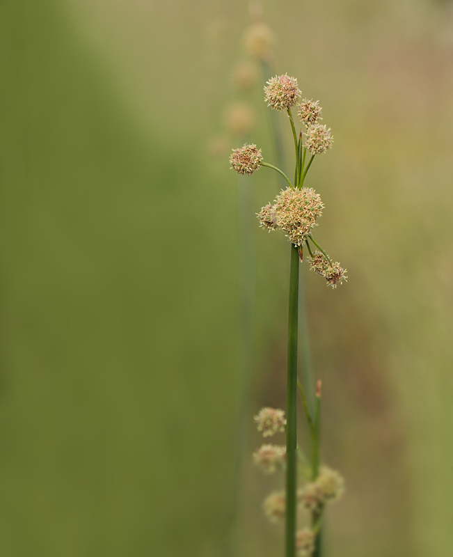 Scirpus holoschoenus.jpg