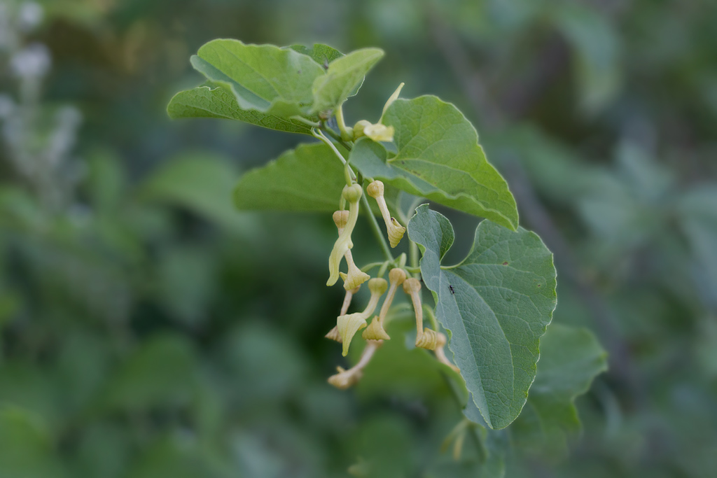 Aristolochia clematitis.jpg