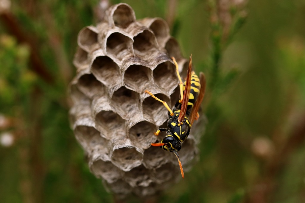 IMG_1288X Polistes sp.JPG