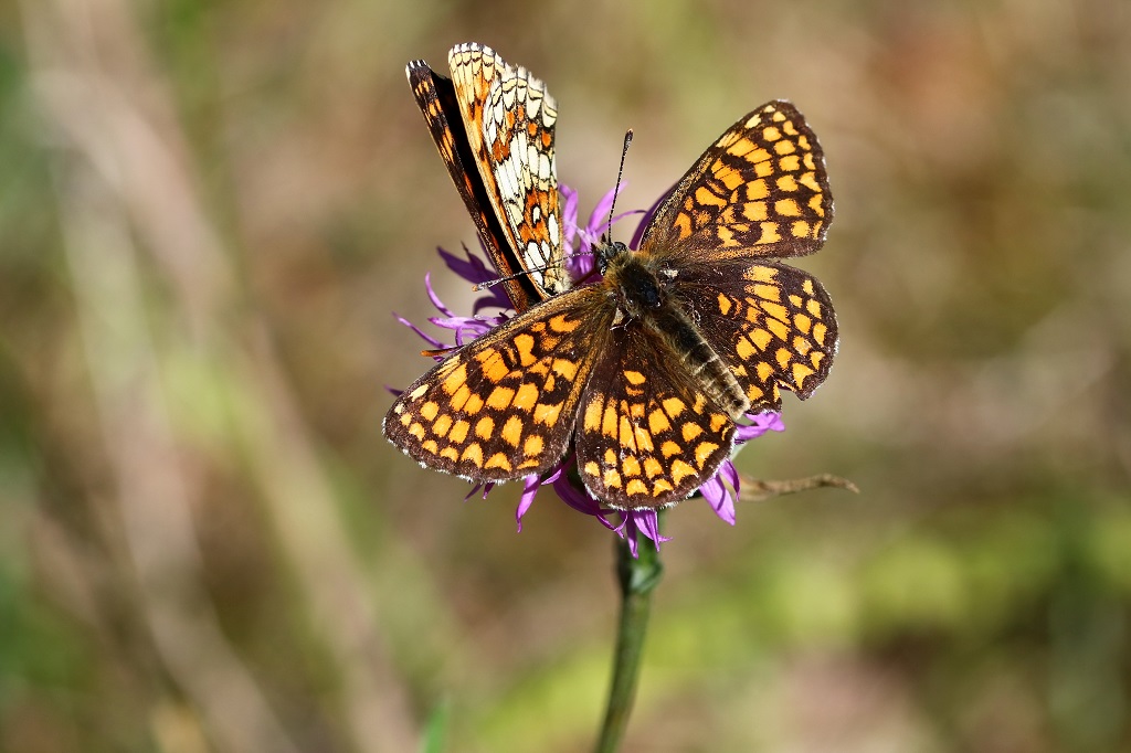 IMG_4463X Melitaea athalia M. du mélampyre Damier athalie.JPG