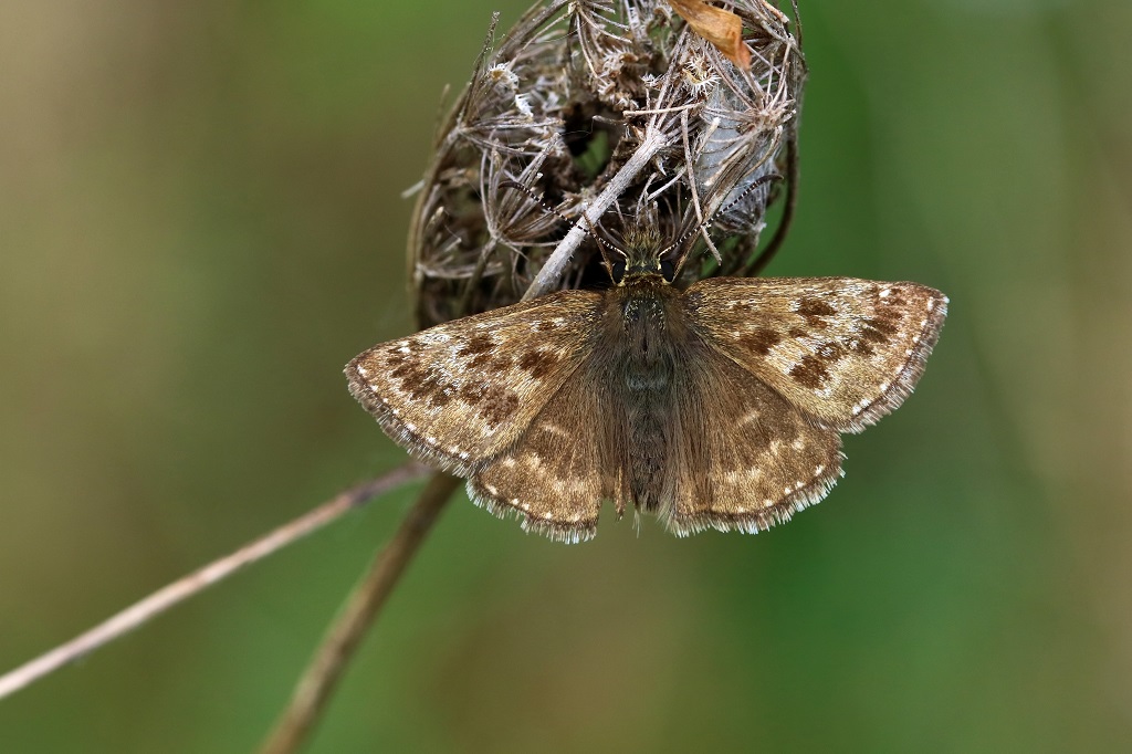 IMG_5448X Erynnis tges Point-de-Hongrie.JPG