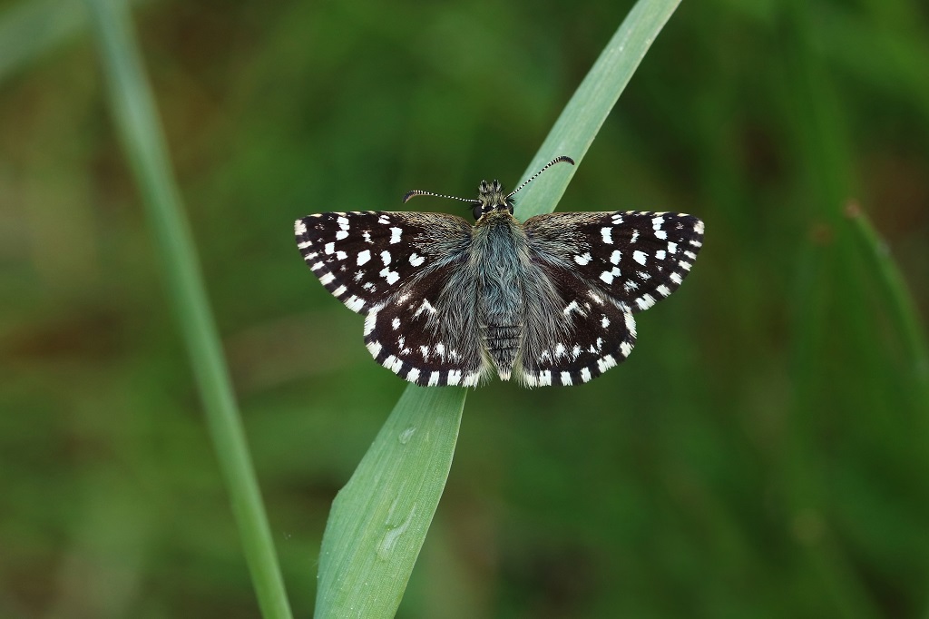 IMG_5475X Pyrgus malvae H. de la mauve.JPG