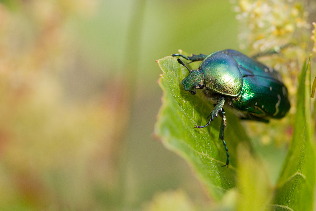 Cetonia  aurata.jpg