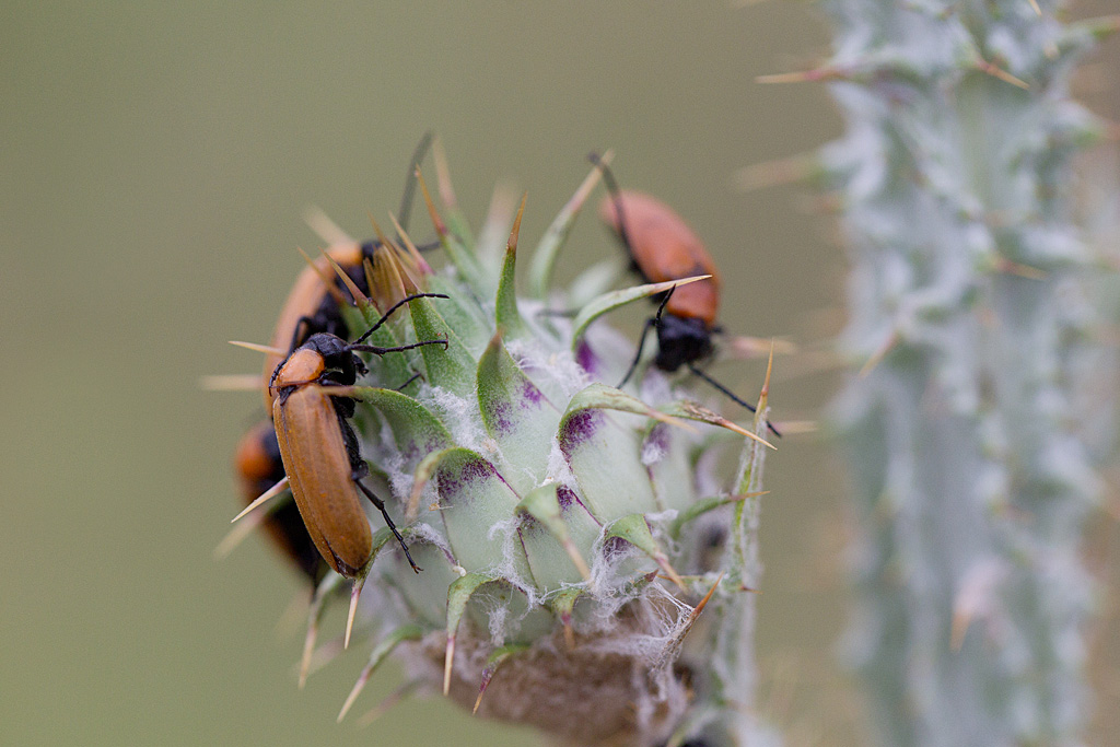 Exosoma lusitanica.jpg