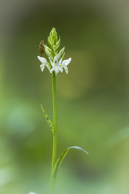 orchis maculata (4).jpg