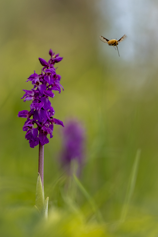 orchis male 2022 3.jpg