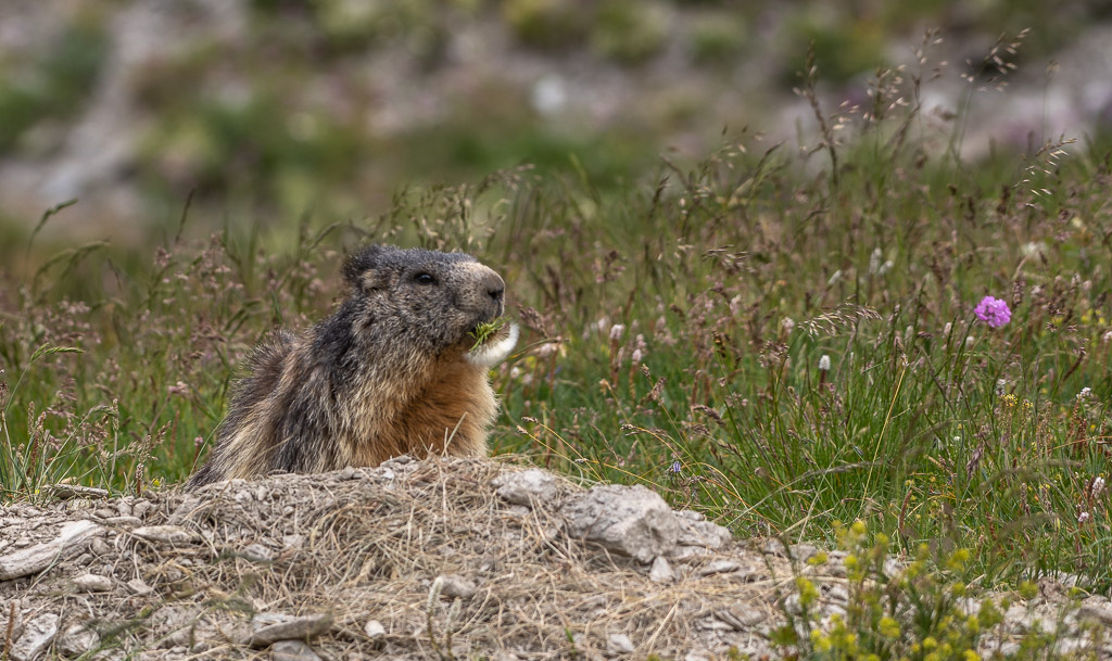 Marmotte -col Agnèl -1.jpg