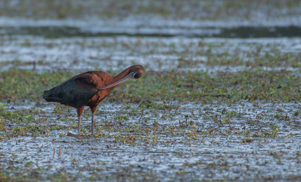 Ibis Falcinelle.jpg