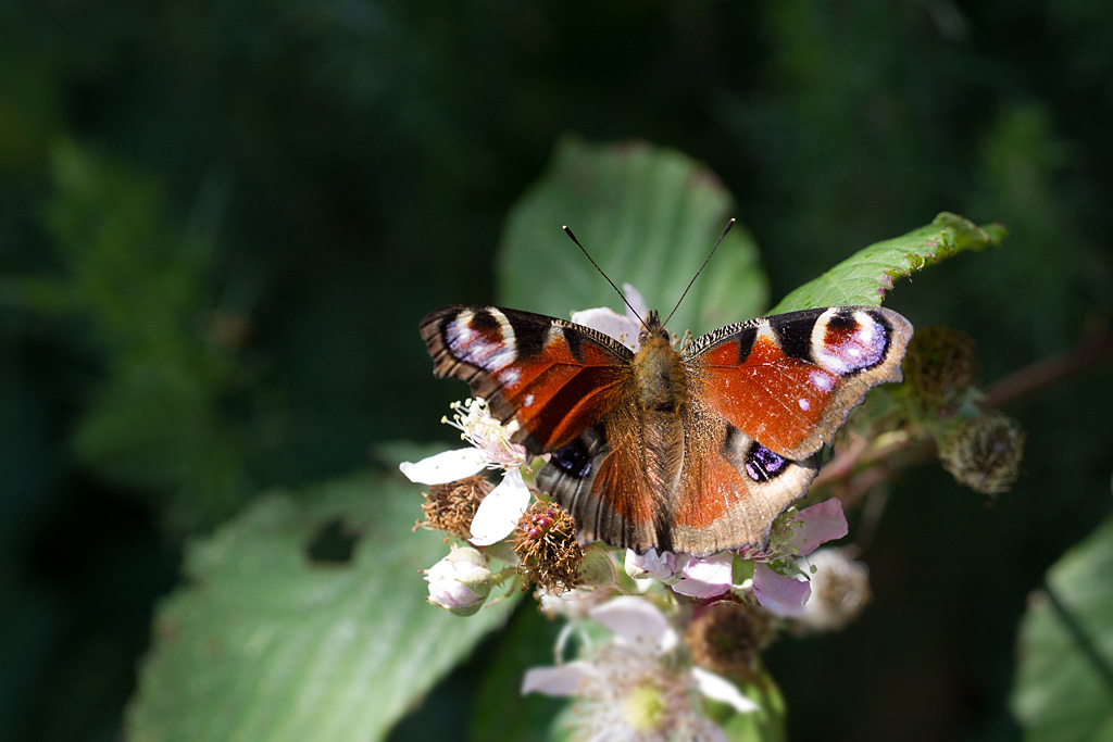 Le paon du jour - Inachia io.jpg