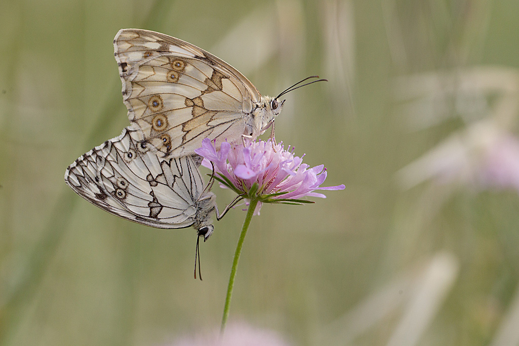 L'Echiquier d' Occitanie - Melanargia occitanica.jpg