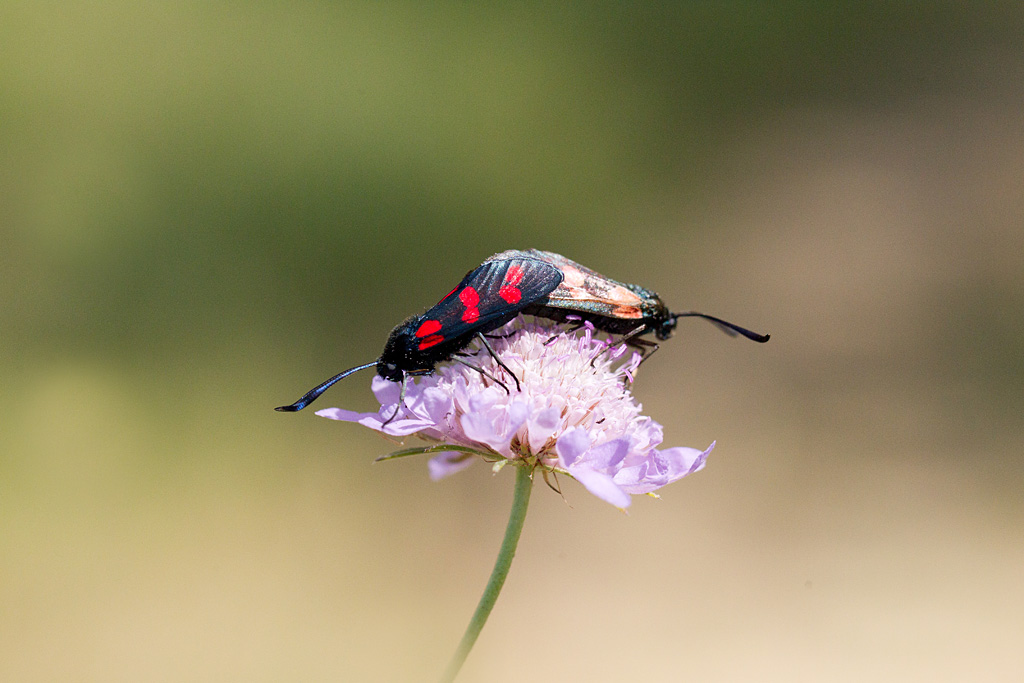 Zygena filipendulinae.jpg