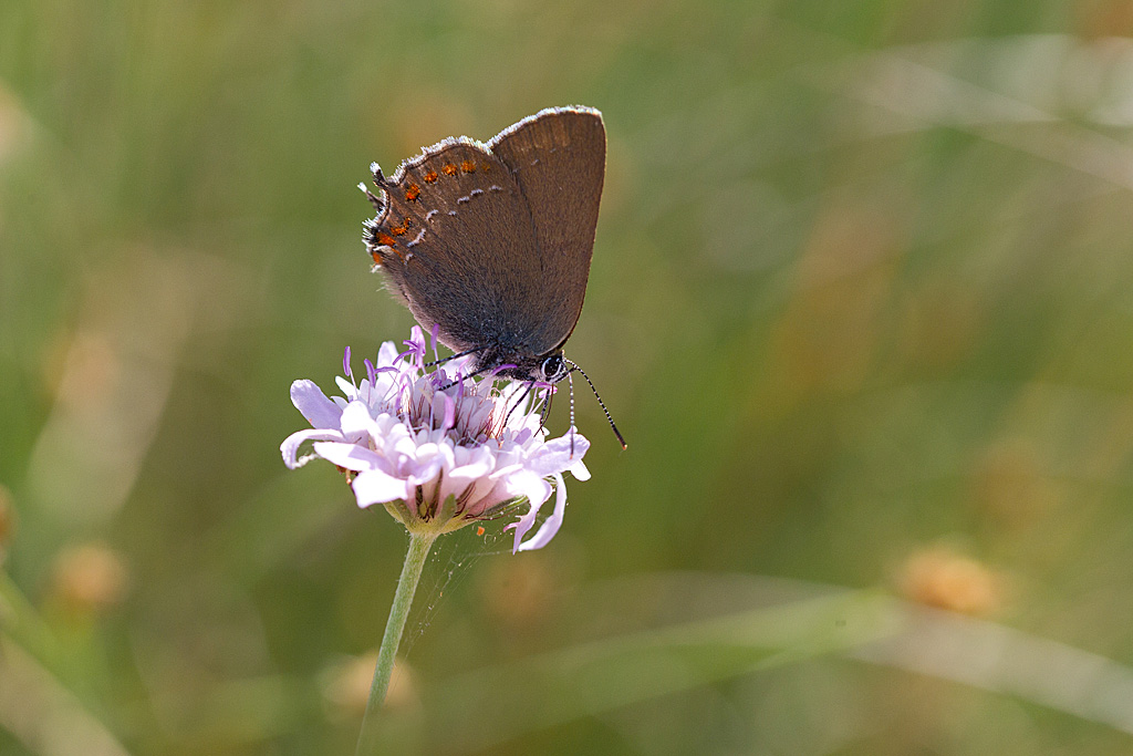 La thècla de l'yeuse - Satyrium ilicis 1.jpg