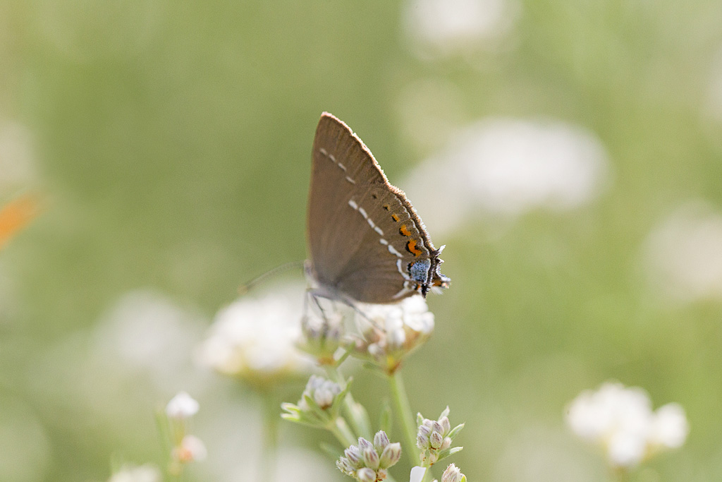 La thècla des nerpruns - satyrium spinii 1.jpg