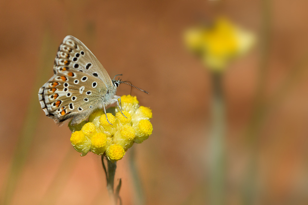 Le bleu nacré d'Espagne- Lysandra hispana femelle.jpg