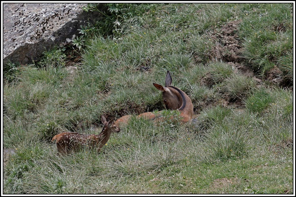 cerf(4188).jpg