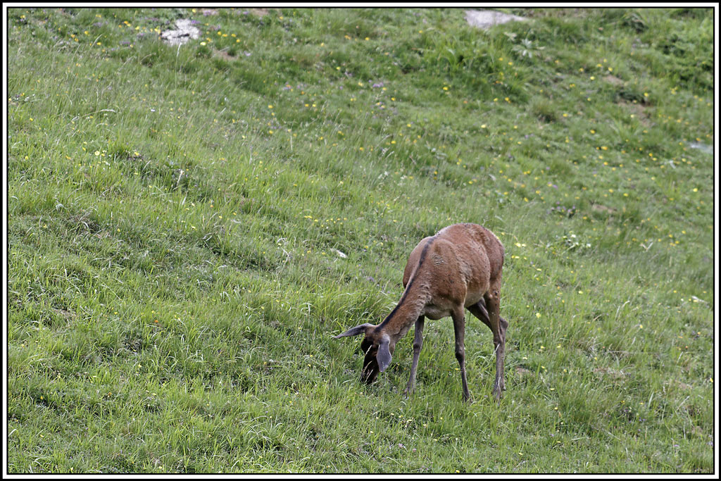 cerf(4062).jpg