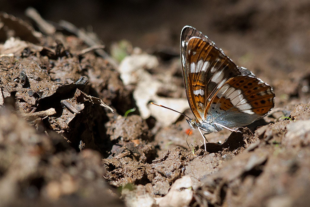 Le Petit Sylvain (Limenitis camilla) 11 -1 comp.jpg