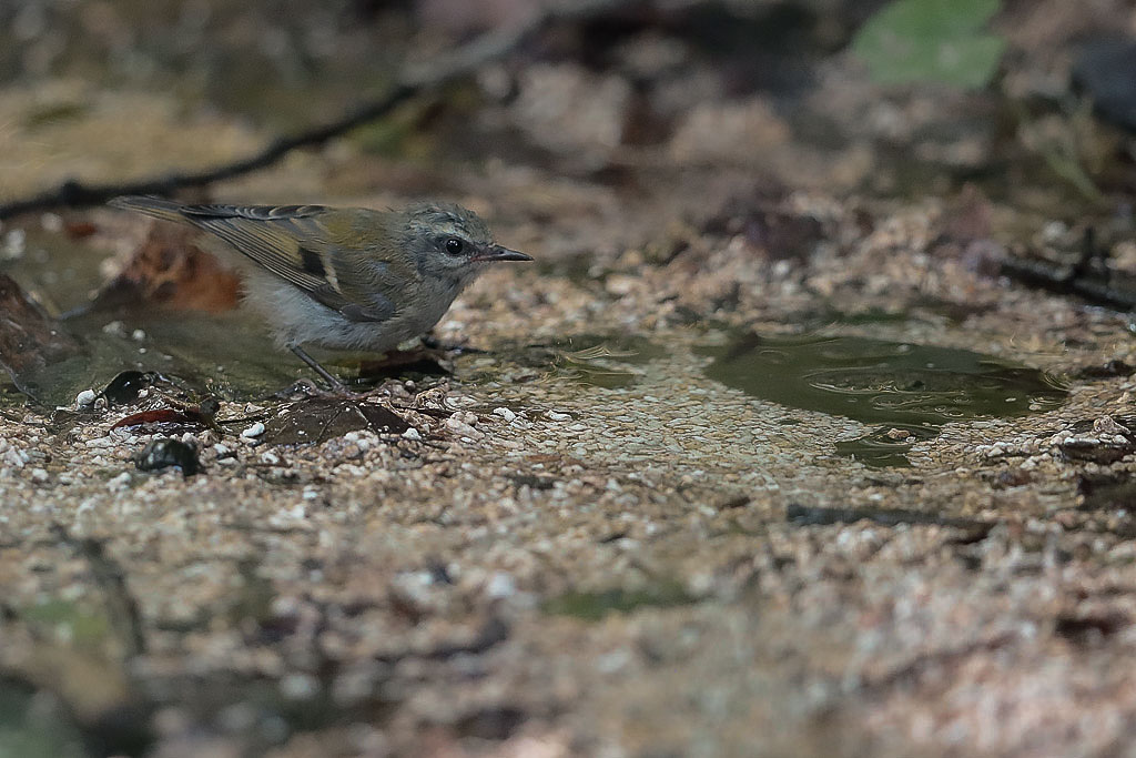 vert de terre oun verre à boire -1-.jpg