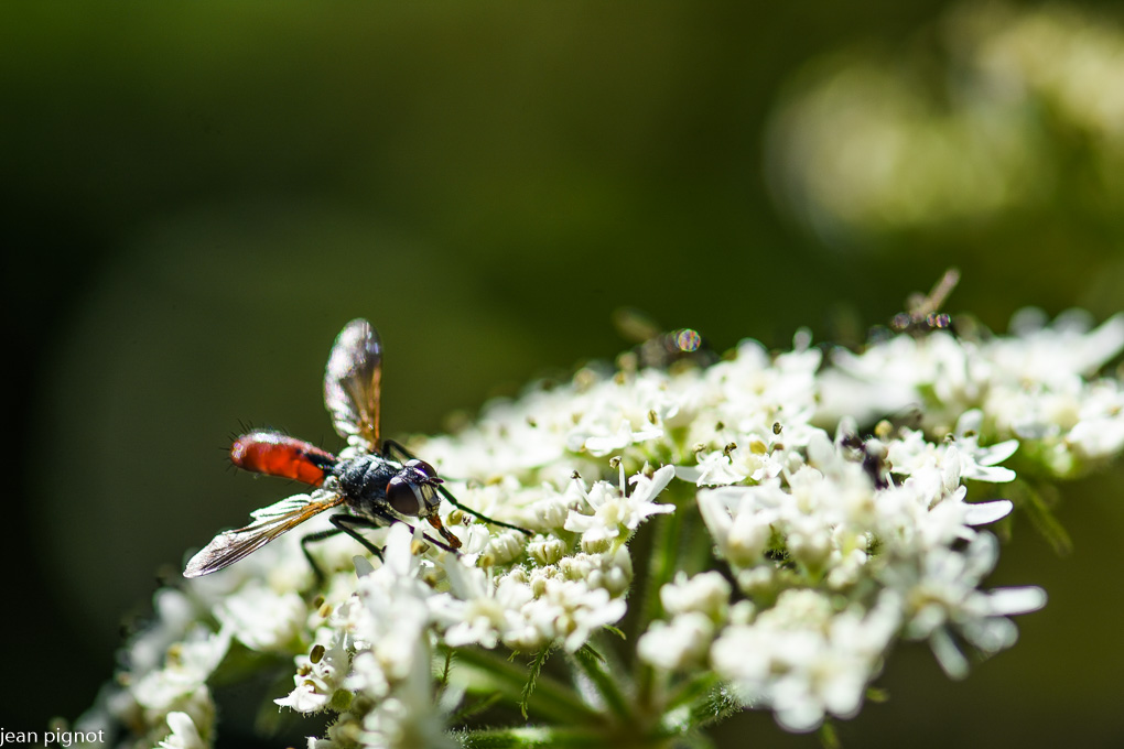 mouche a identifier.JPG