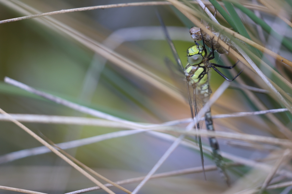 Aeschne bleue - Aeshna cyanea 4 I&N.JPG