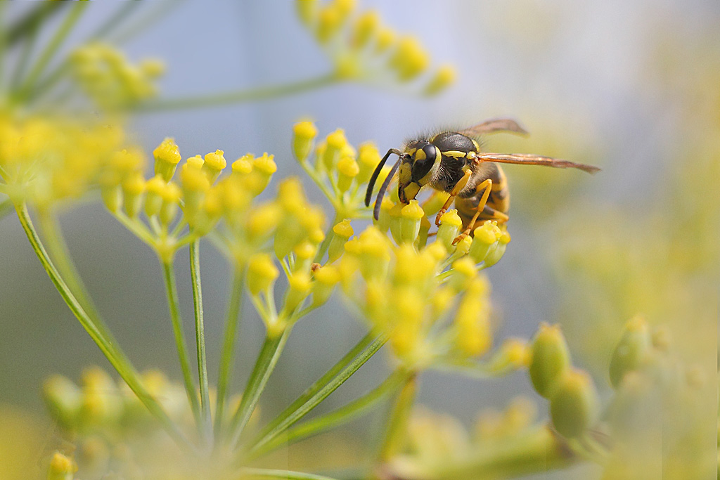 Vespula sp.jpg