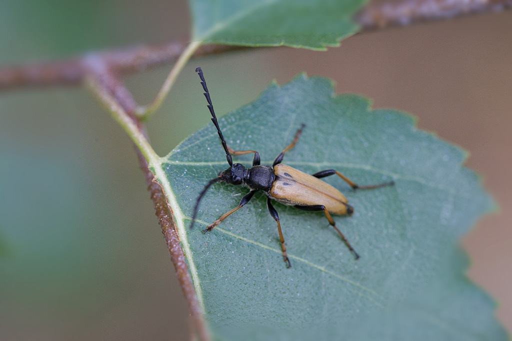 Stictoleptura rubra mâle 2.jpg