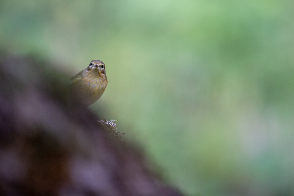 Pouillot Véloce (Phylloscopus collybita) Eurasian or Common chiffchaff-341.jpg