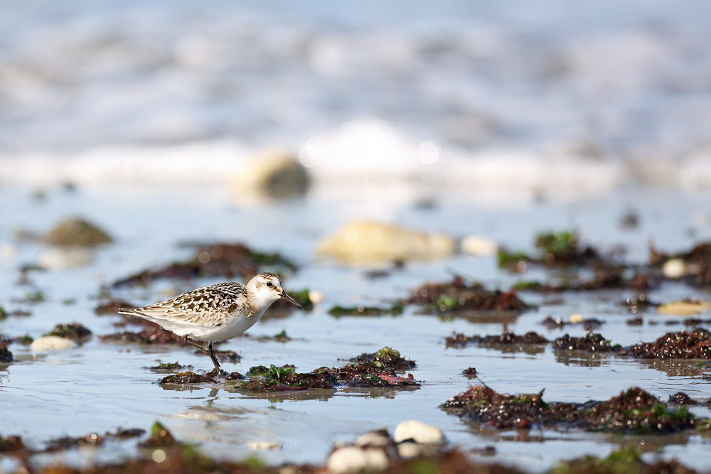 becasseausanderling7890-web.jpg