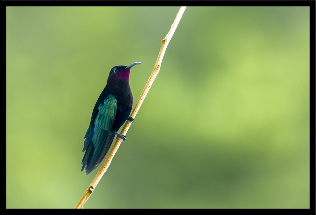 colibri madère 6.jpg