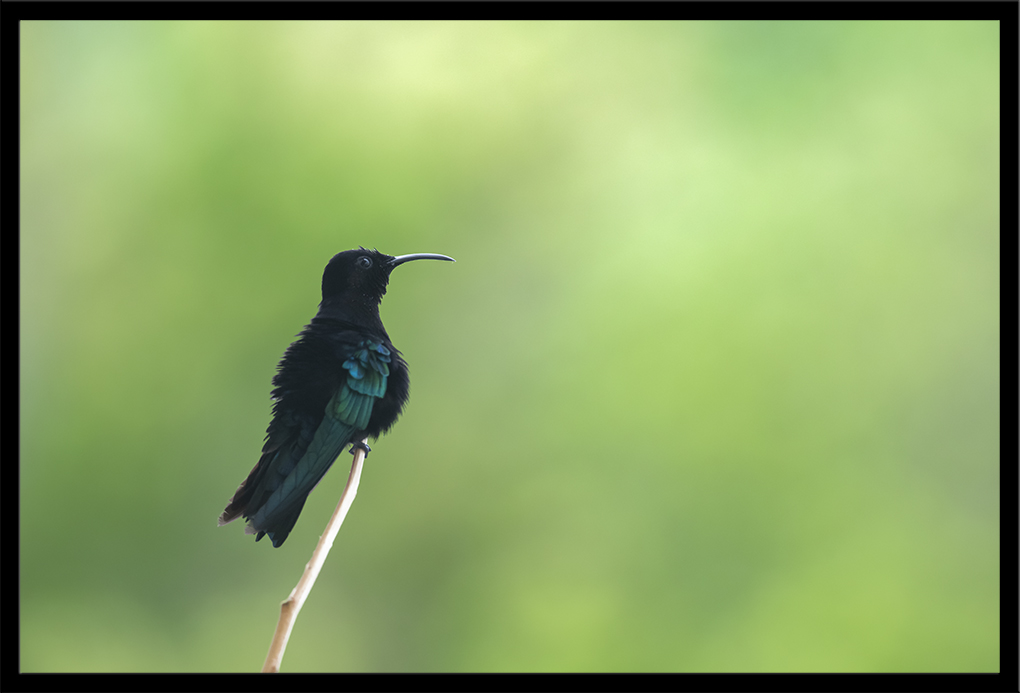 colibri madère 7.jpg