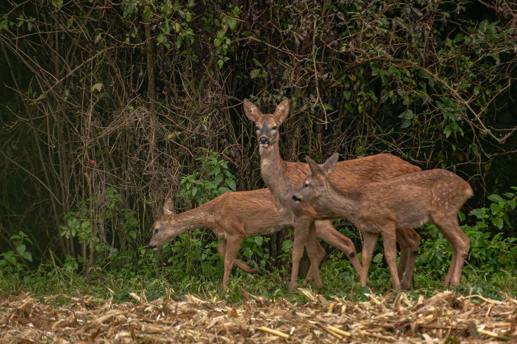 Chevreuil du matin -5-.jpg