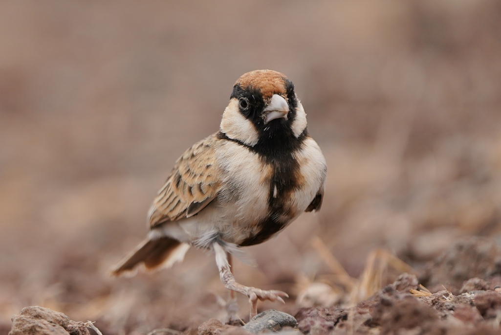 81-Moinelette de Fischer m- amboseli.JPG