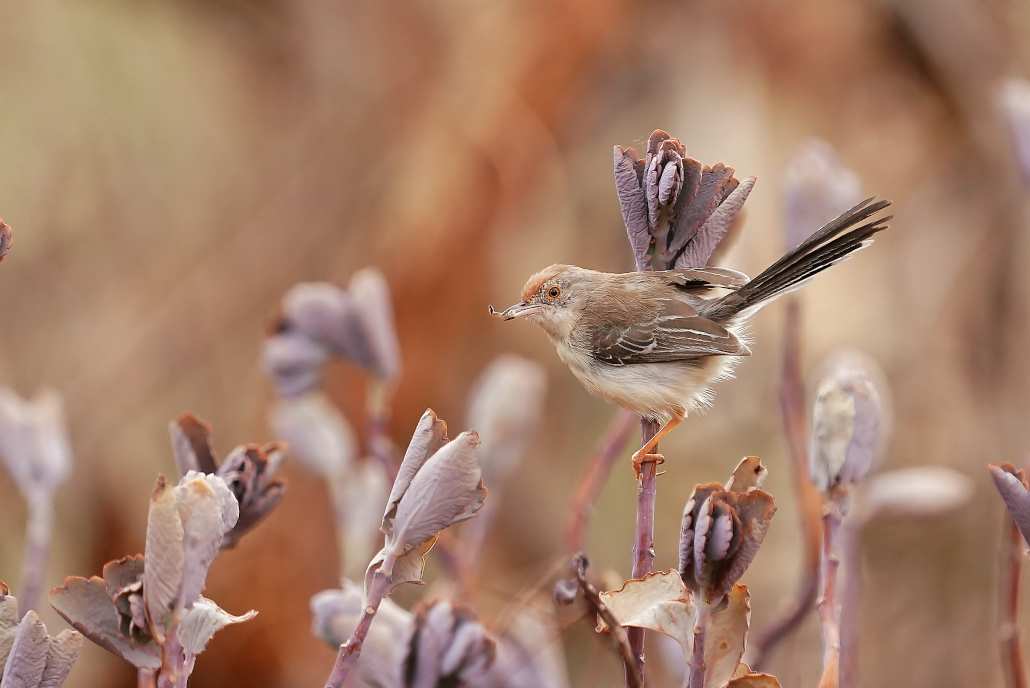 131-Prinia de Rûppell - Sagala.JPG