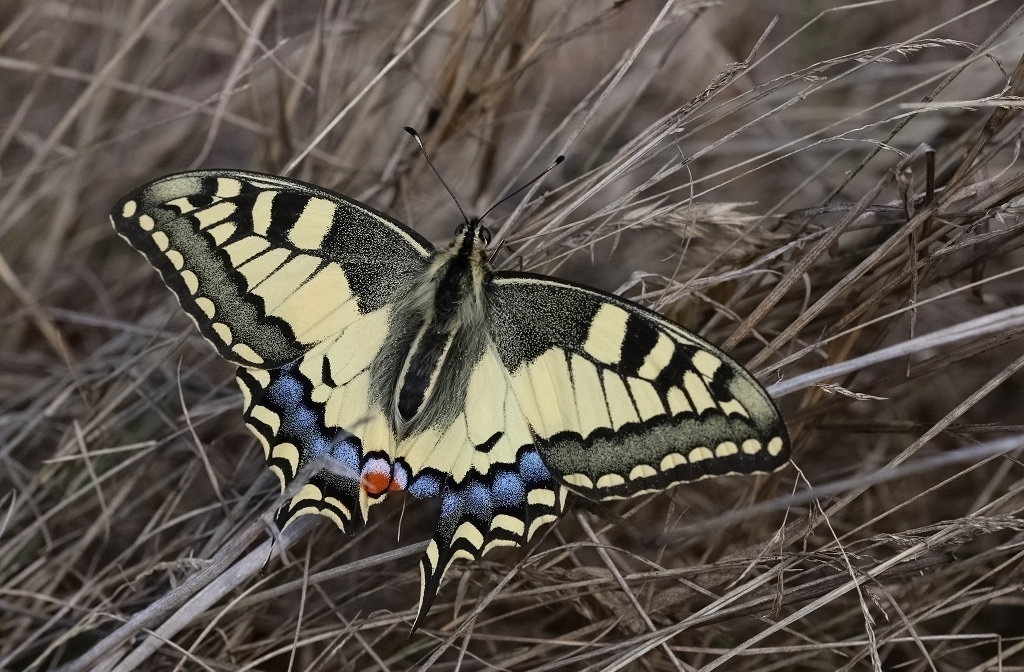 2 IMG_0644 Papilio machaon.JPG