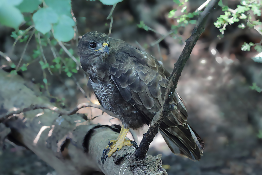 buse variable  J Rivière.jpg