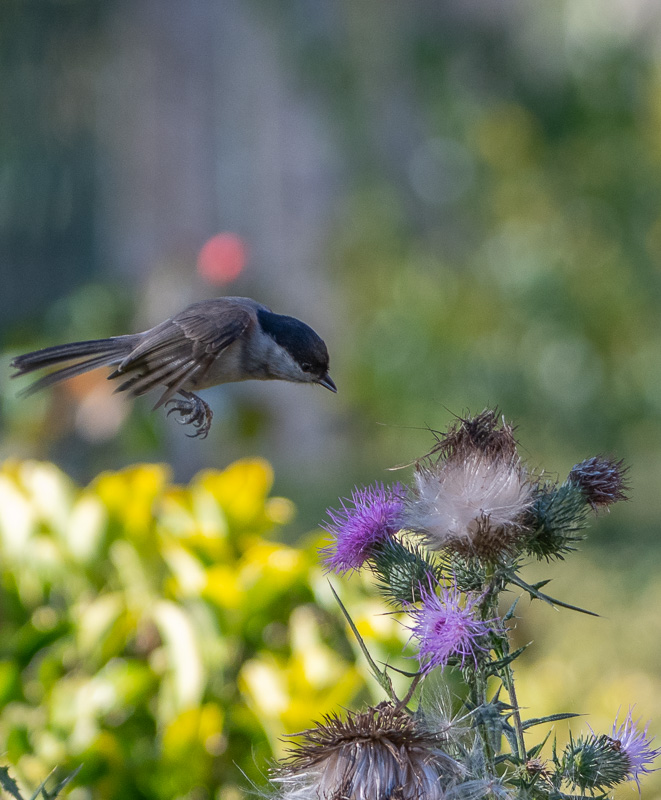 Mésange Nonette -0-.jpg