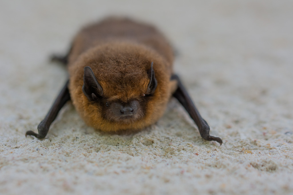 Pipistrelle -0-.jpg