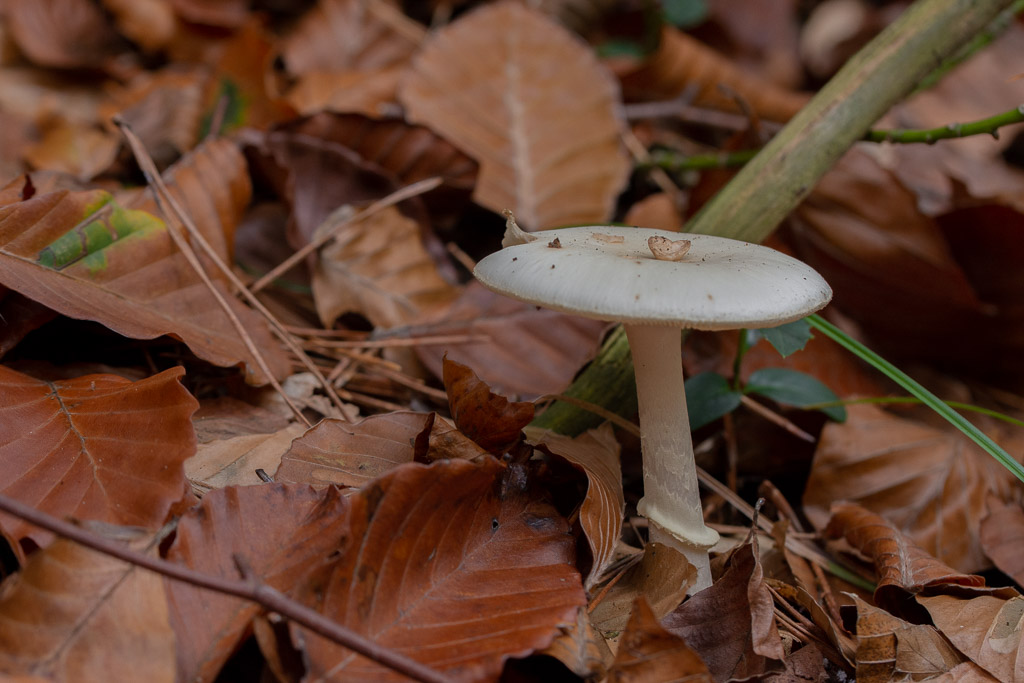 Champignon -5- Amanite citrine.jpg