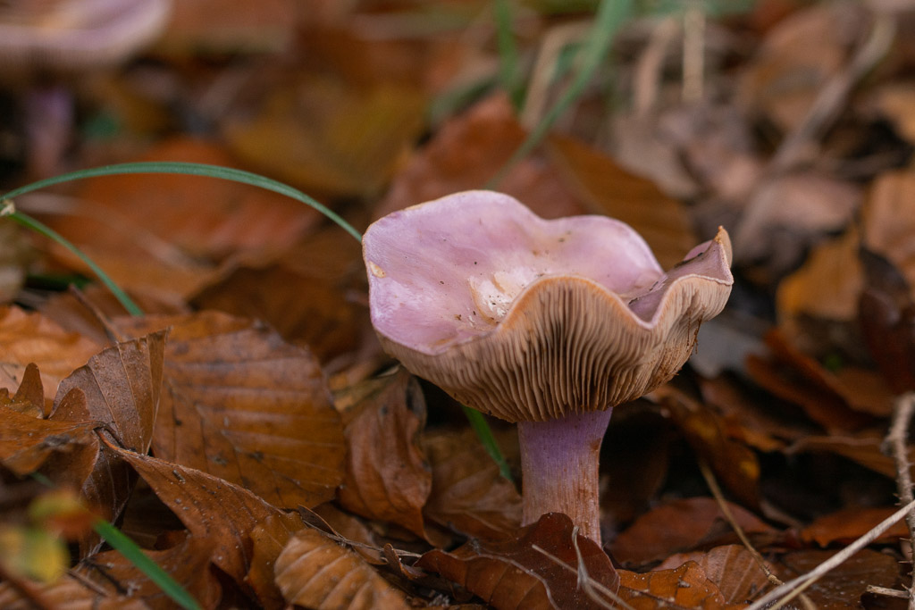 Champignon. Cortinaire ........jpg