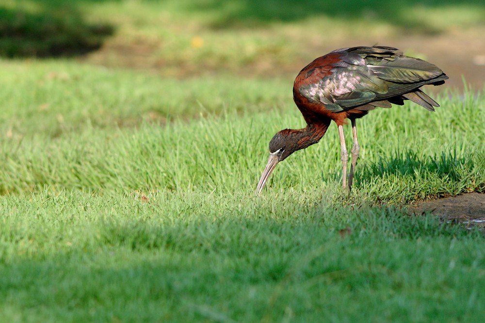 ibis falcinelle_1.jpg