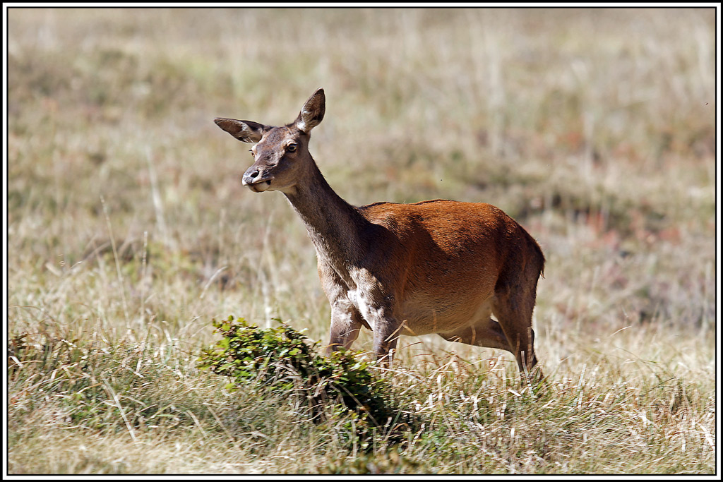 cerf(4623).jpg